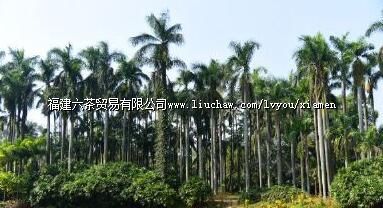 �������ȴ�ֲ������԰