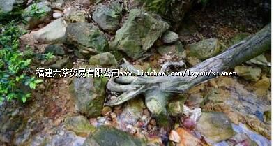 ��������ɽɭ�ֹ�԰