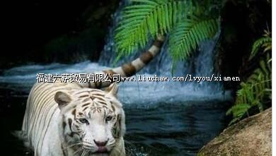 ���ᶯ������