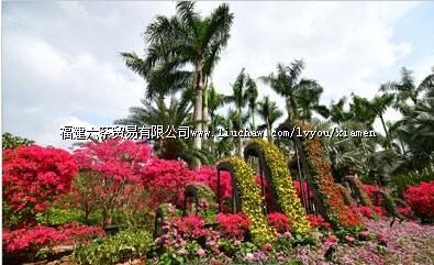 ���Ե���̨