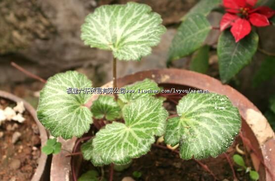 �������ҩ