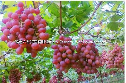 ���������ӹ۹�԰��