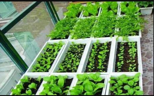 阳台这样种菜 一年四季都有菜吃 吃不完还能送人